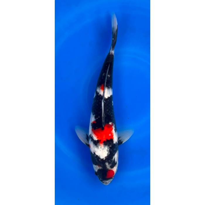 14” Japanese Imported Showa - EK6-8