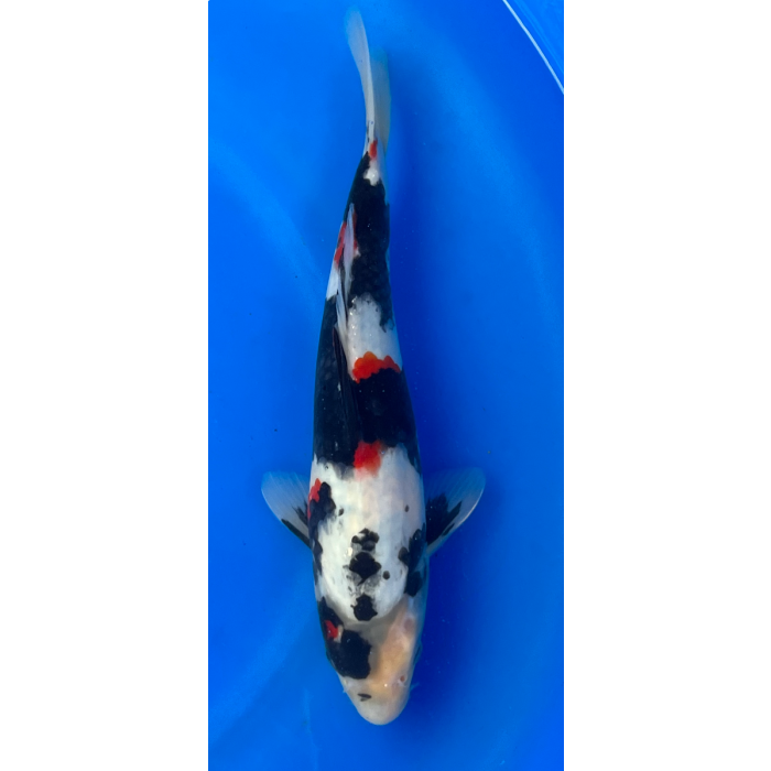 13” Japanese Imported Showa - EK6-17