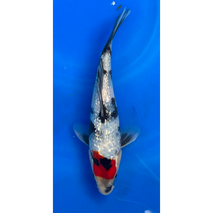 9” Japanese Imported Ginrin Showa - EK6-3