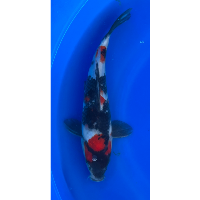 13.5” Japanese Imported Showa - EK6-22