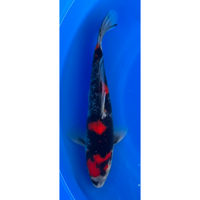 13.5” Japanese Imported Showa - EK6-13