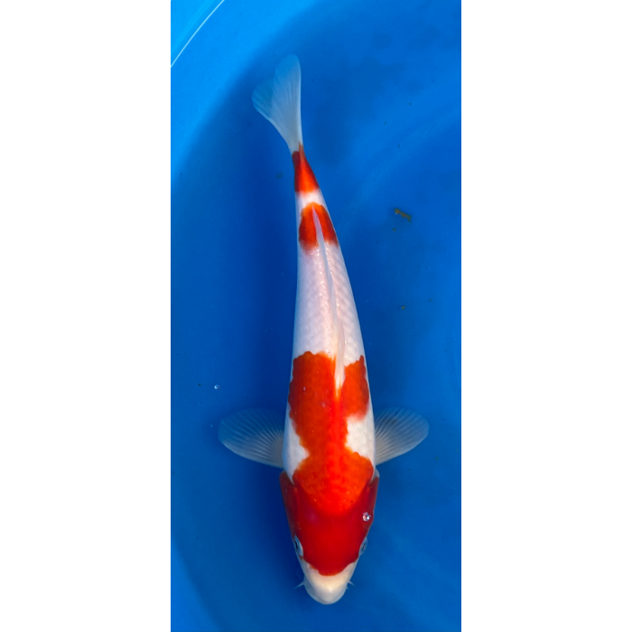 14” Japanese Imported Kohaku - EK6-2