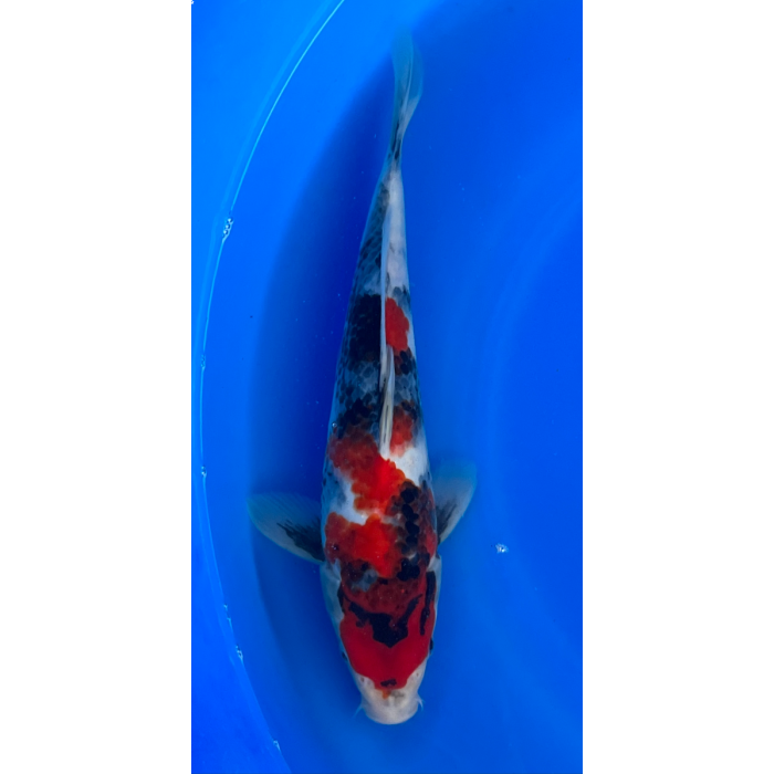 13” Japanese Imported Showa - EK6-20