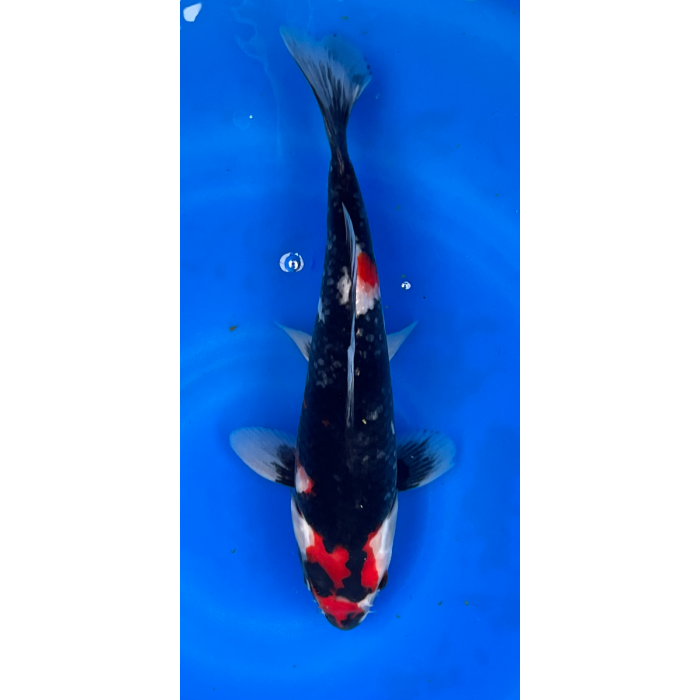 12” Japanese Imported Showa - EK6-4
