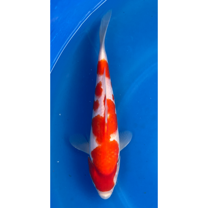 12” Japanese Imported Kohaku- EK6-9