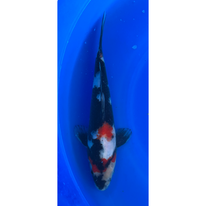 12.5” Japanese Imported Showa - EK6- 21