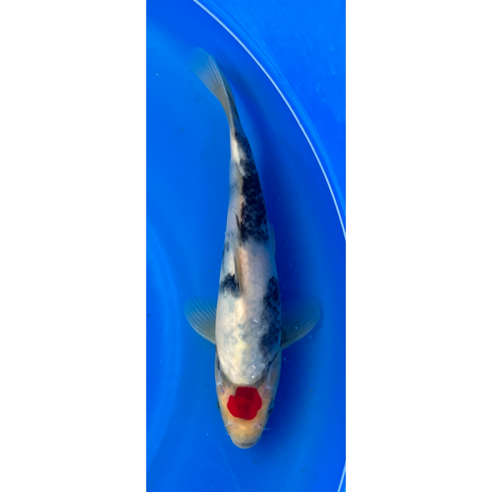 11” Japanese Imported Tancho Showa - EK6-12