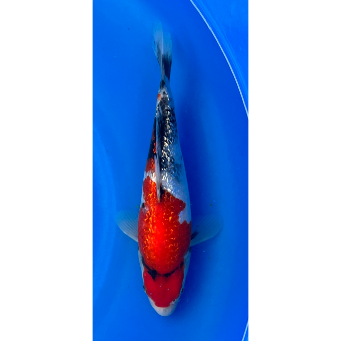 11” Japanese Imported Ginrin Showa- EK6-10