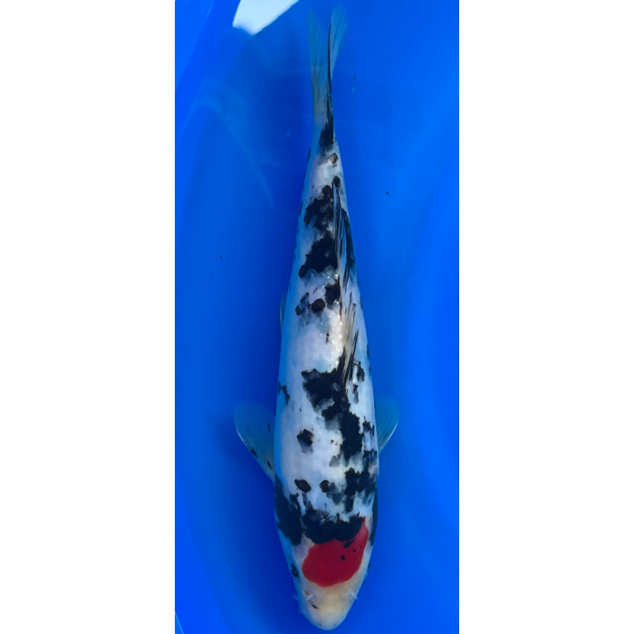 10” Japanese Imported Tancho Showa - EK6-1