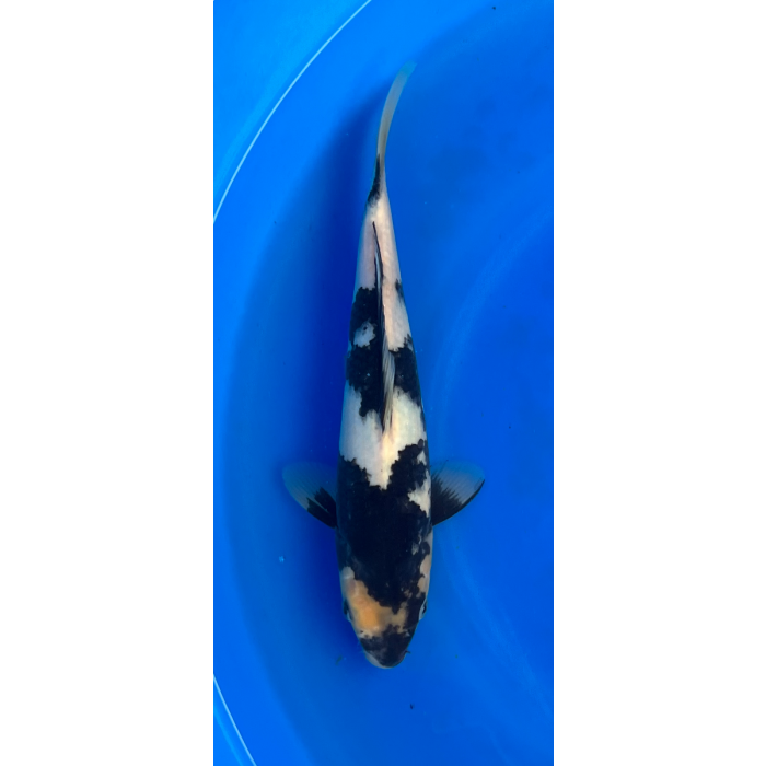 13” Japanese Imported Shiro Utsuri - EK6-7