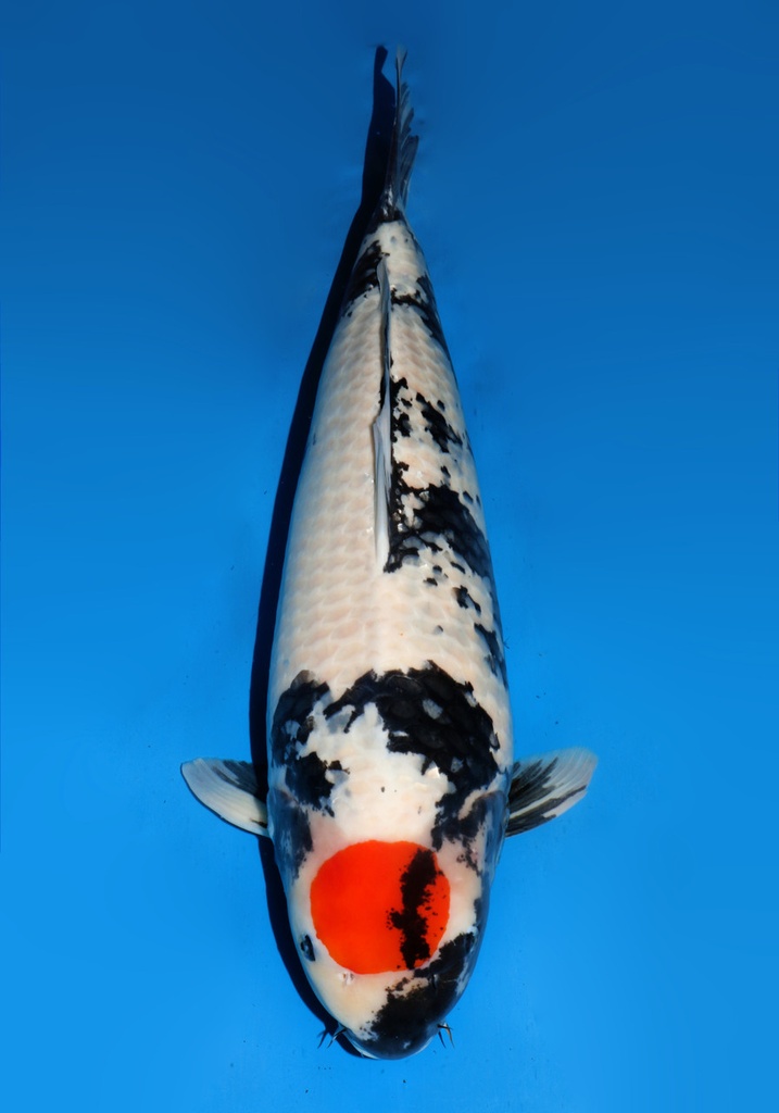 31&quot; Japanese Imported Koi - Dainichi Tancho Showa
