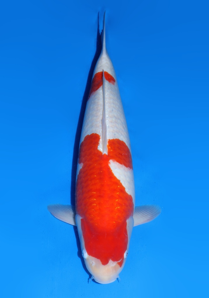 23&quot; Japanese Imported Dainichi Kohaku