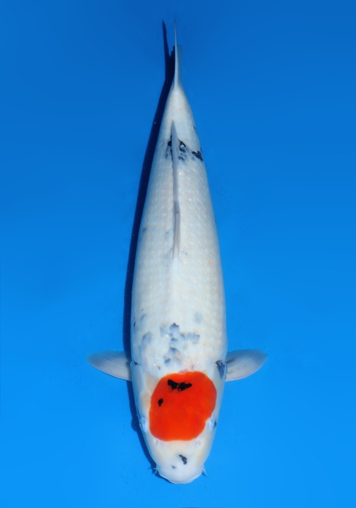 22&quot; Japanese Imported Dainichi Tancho Showa