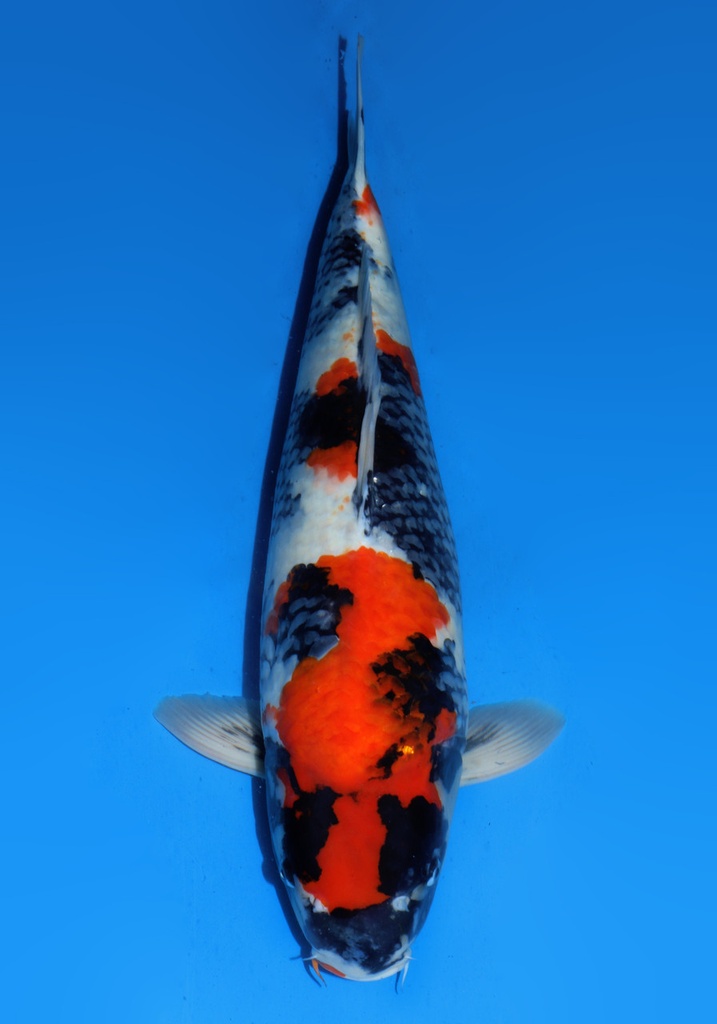 24&quot; Japanese Imported Koi Dainichi Showa