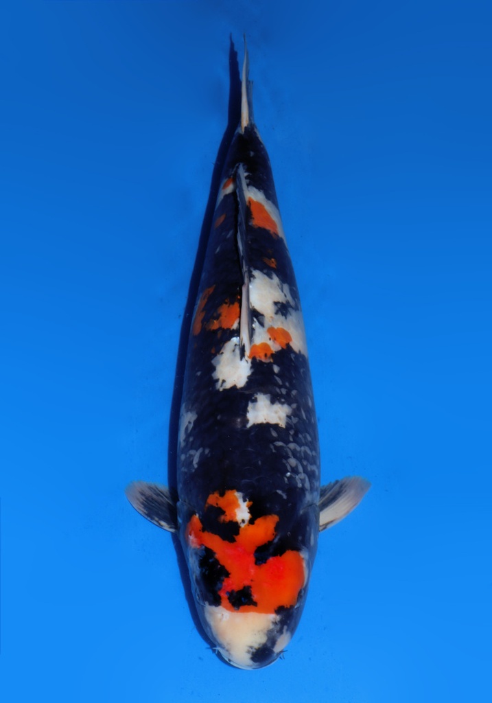 26&quot; Japanese Imported Dainichi Showa