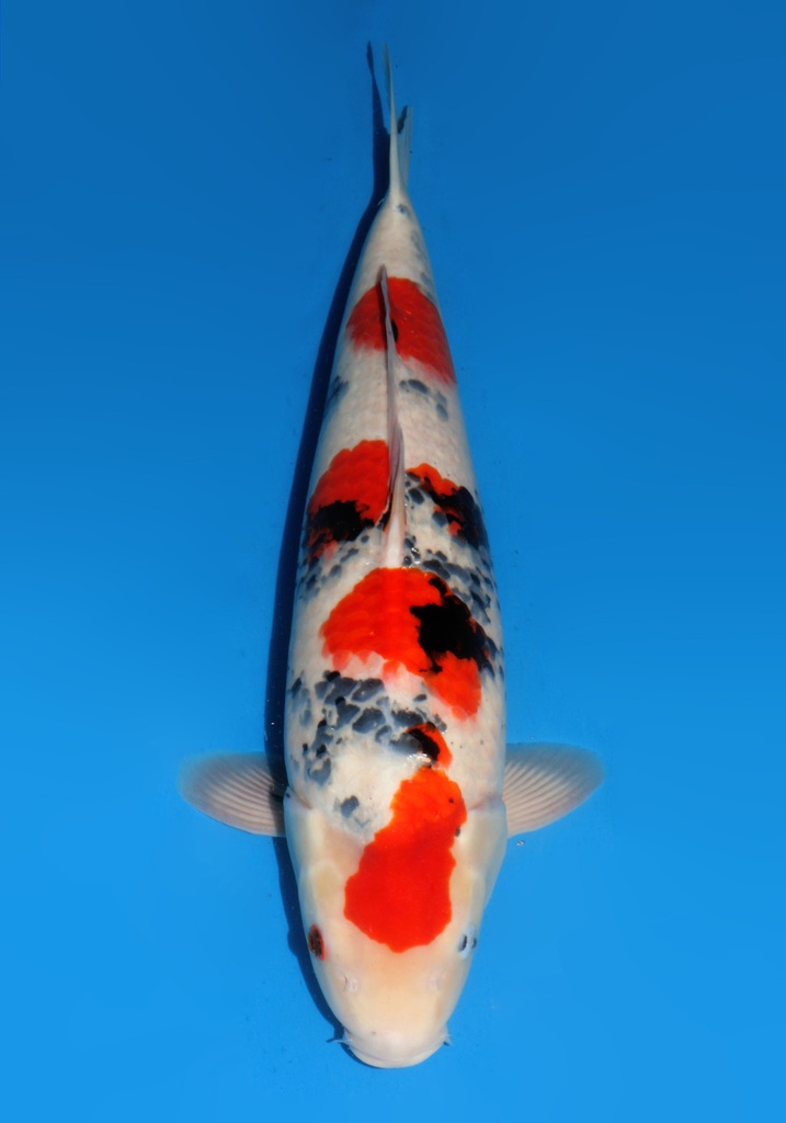 22&quot; Japanese Imported Dainichi Showa
