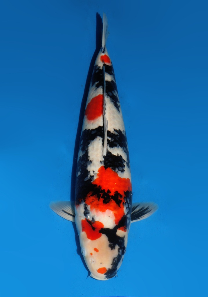 22&quot; Japanese Imported Koi Dainichi Showa
