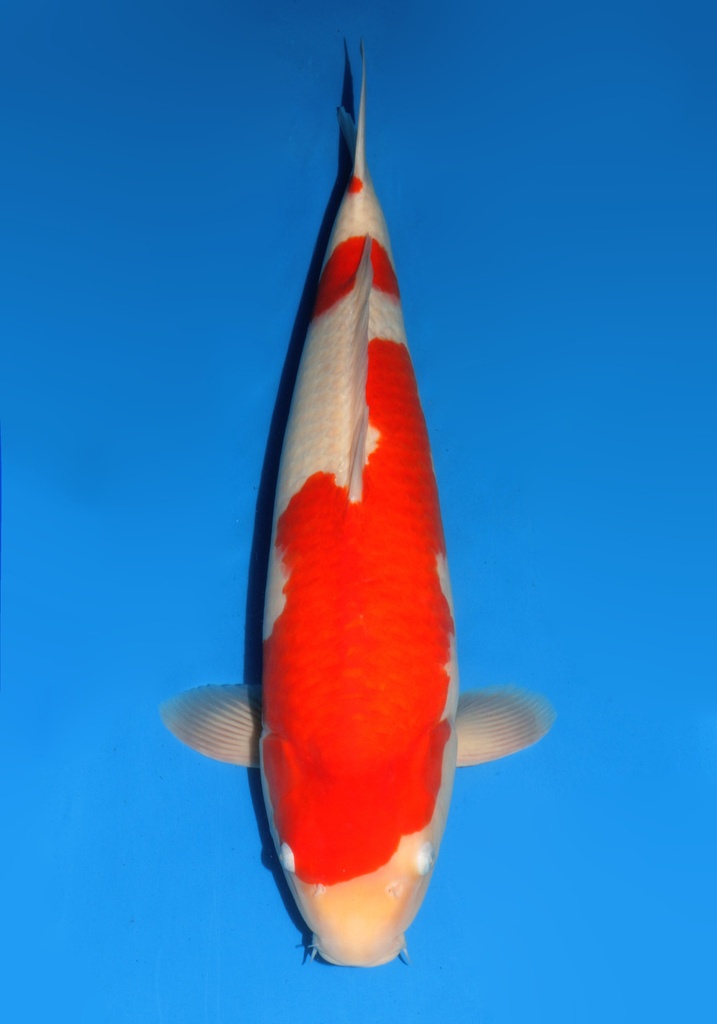 25&quot; Japanese Imported Koi Dainichi Kohaku