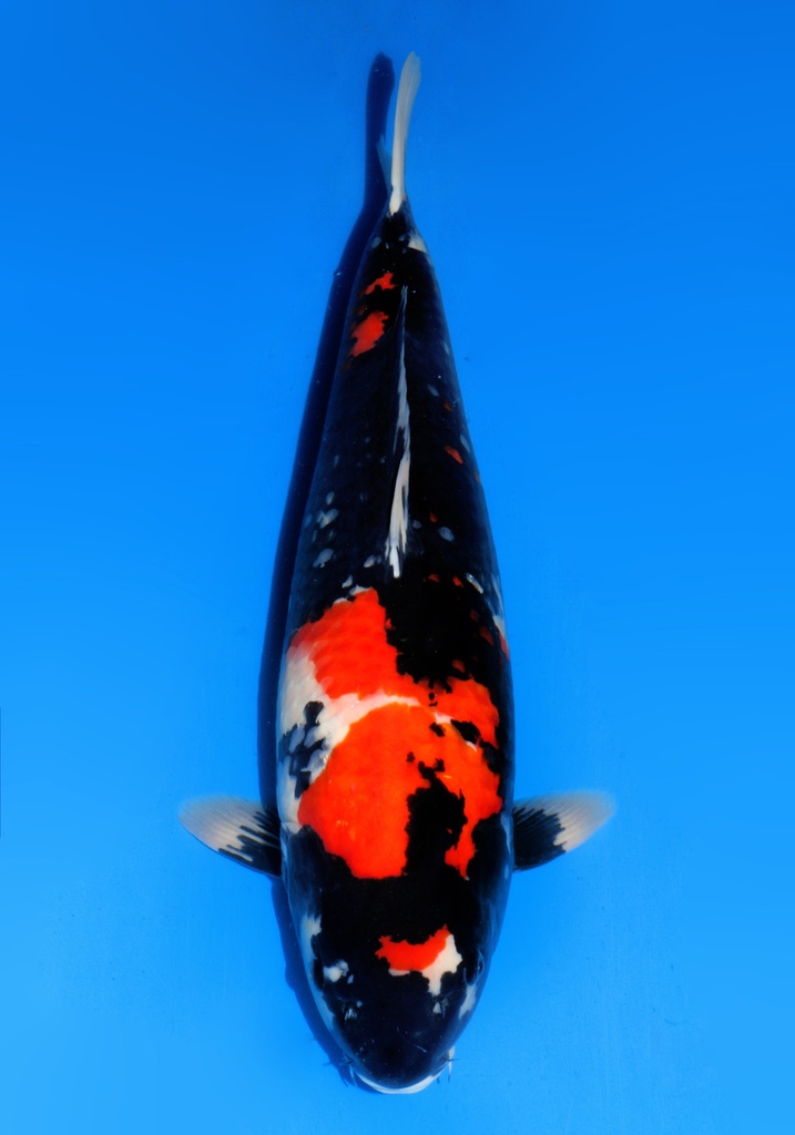 23&quot; Japanese Imported Koi Dainichi Showa