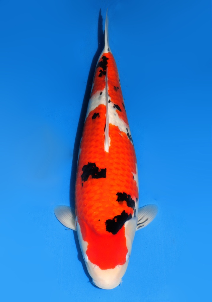 23&quot; Japanese Imported Koi Dainichi Sanke