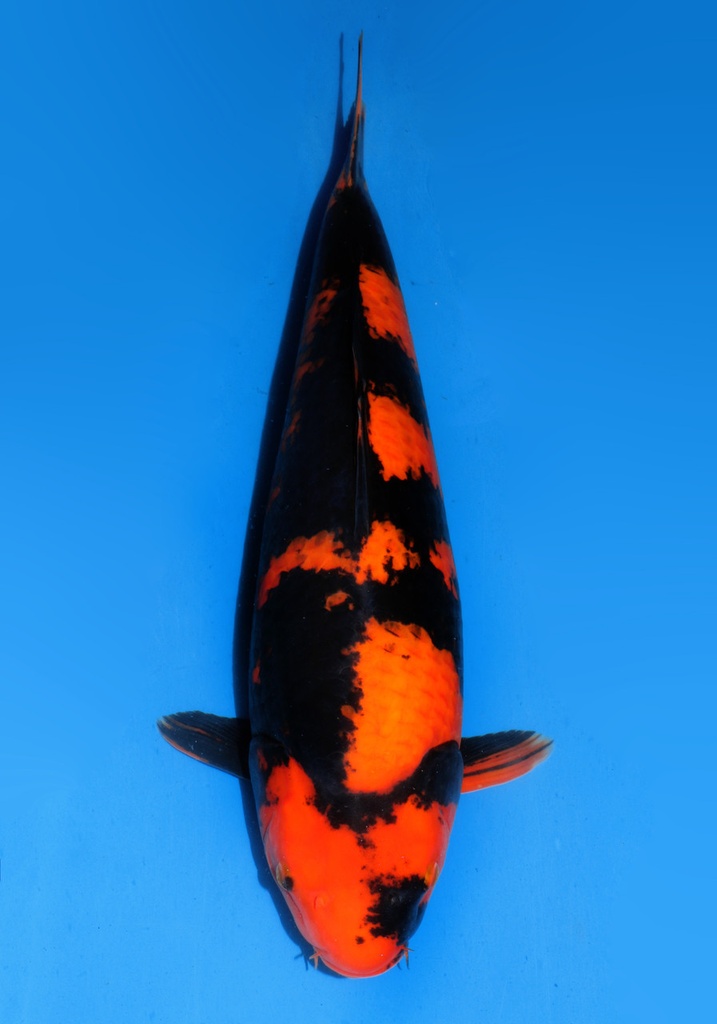 23&quot; Japanese Imported Koi Dainichi Hi Utsuri