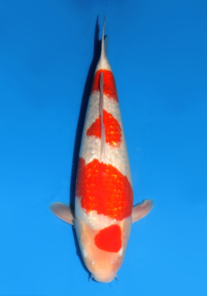 20&quot; Japanese Imported Koi Ginrin Kohaku