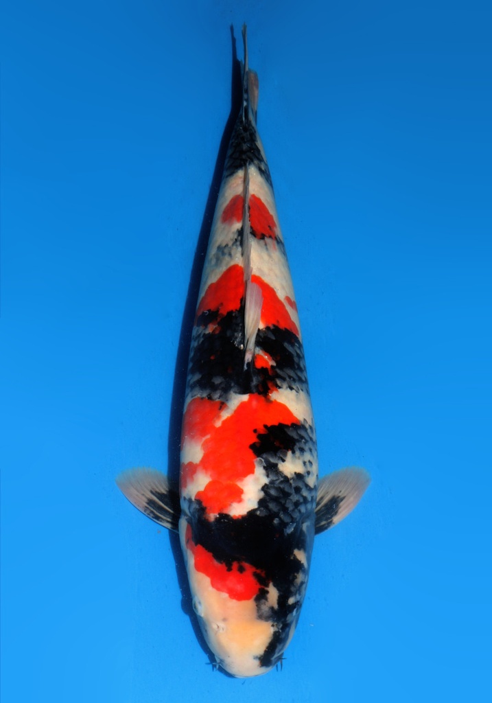 25&quot; Japanese Imported Koi Dainichi Showa-024