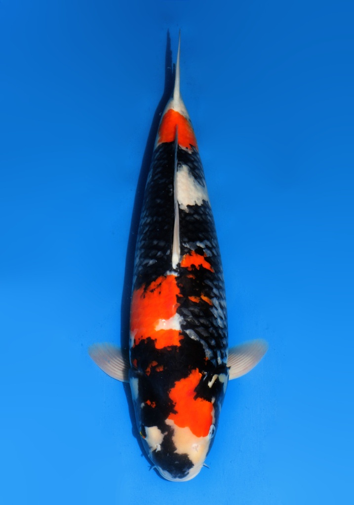 25&quot; Japanese Imported Koi Dainichi Showa - 025