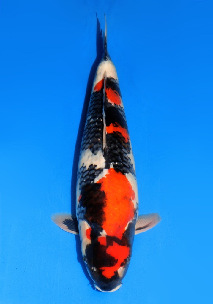 22&quot; Japanese Imported Koi Dainichi Showa - 026