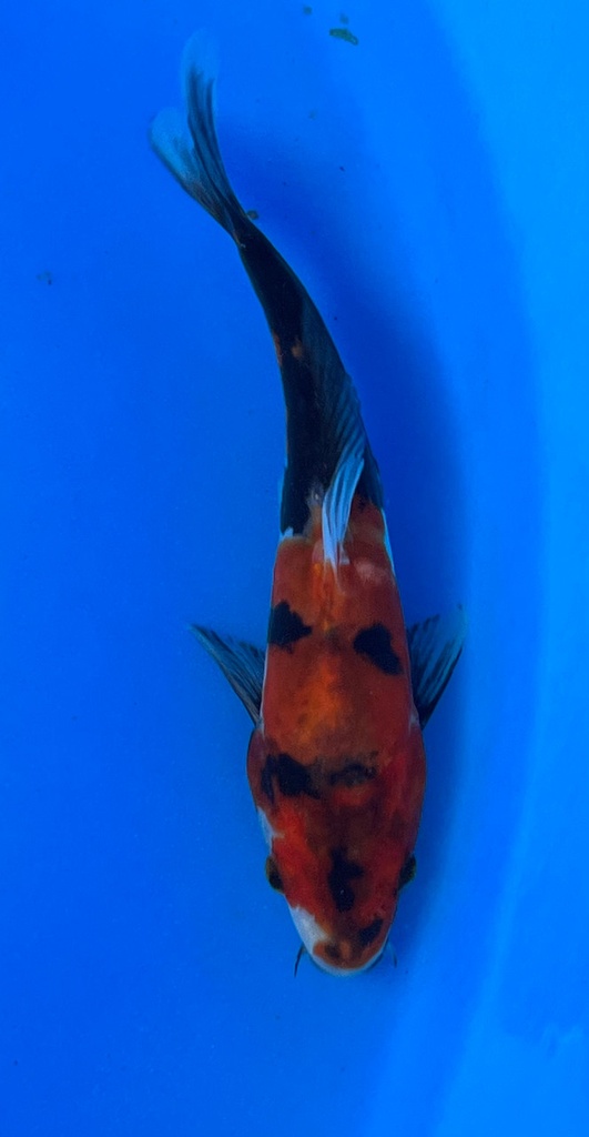 8” Japanese Imported Koi Yamasan Doitsu Showa - 14