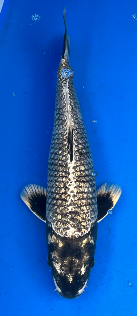 14” Japanese Imported Koi Ginrin Wagoi Kikokuryu (RARE) - 4