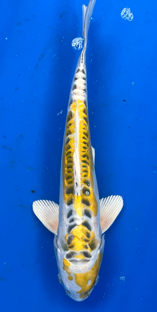 14” Japanese Imported Koi Doitsu Lemon Hariwake - 6