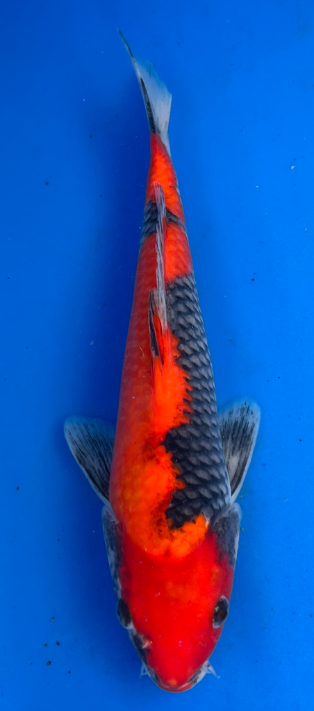 14” Japanese Imported Koi Goshiki - 10