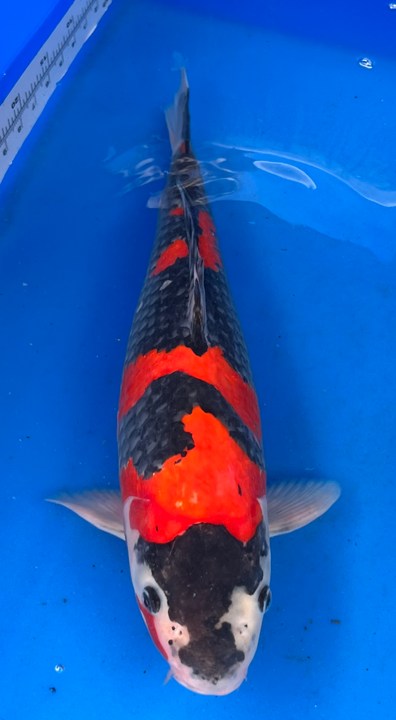 19” Japanese Imported Koi Goshiki - 12