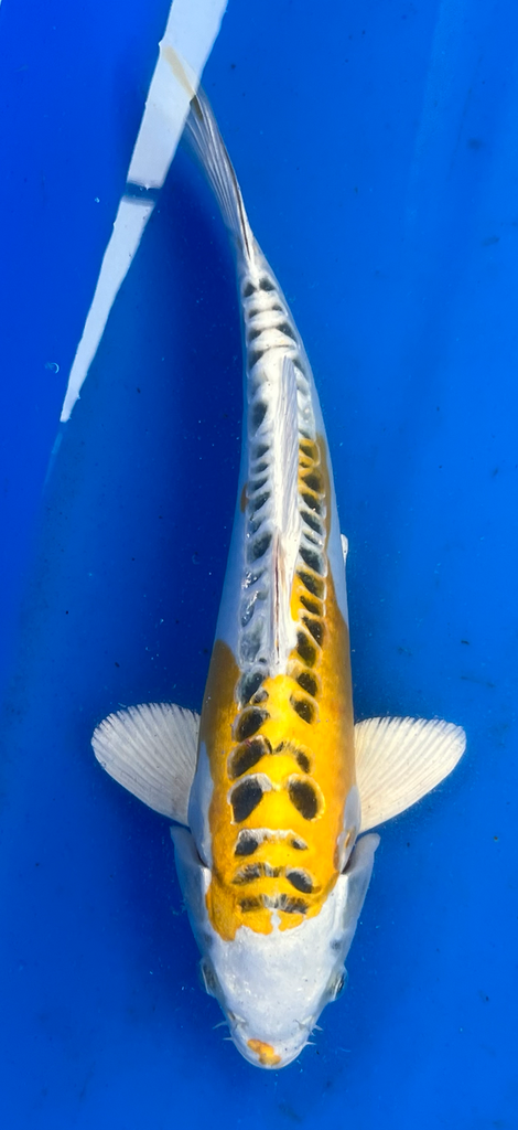 14” Japanese Imported Koi Lemon Hariwake - 21