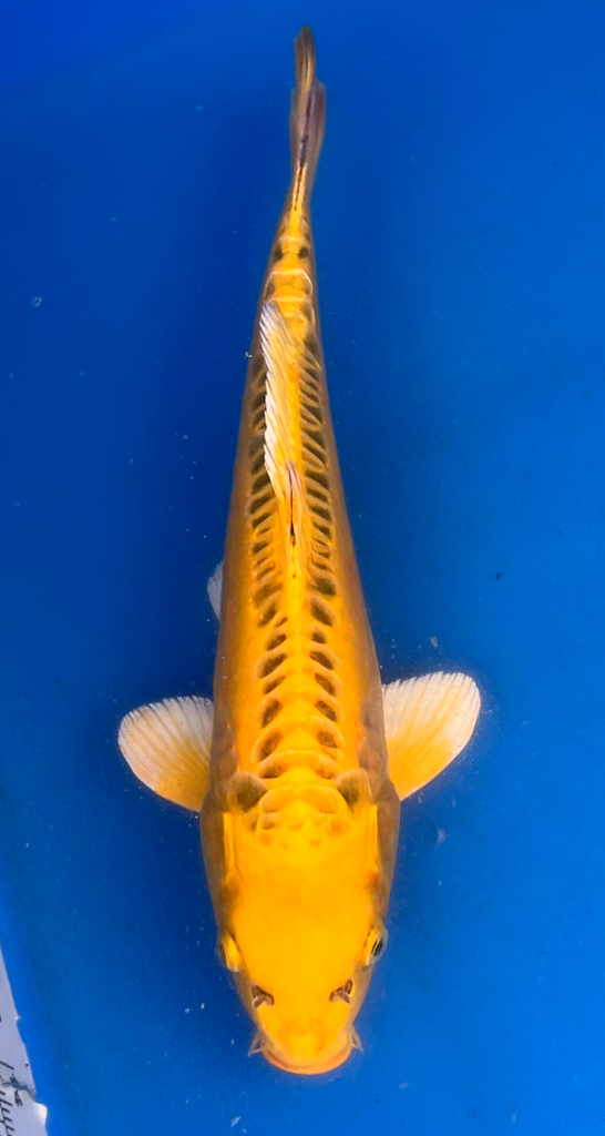 14” Japanese Imported Koi Doitsu Ki Matsuba - 30