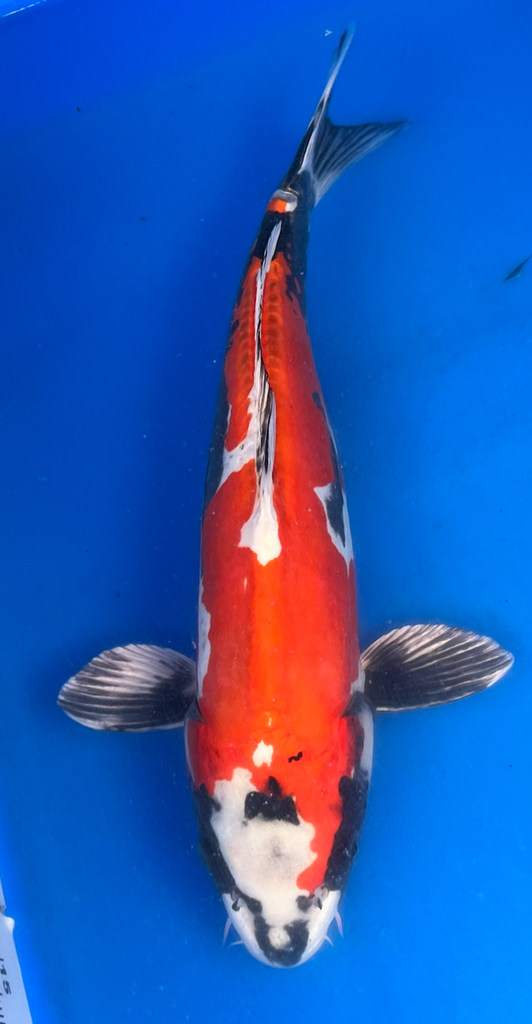 17” Japanese Imported Koi Beni Kikokuryu - 32