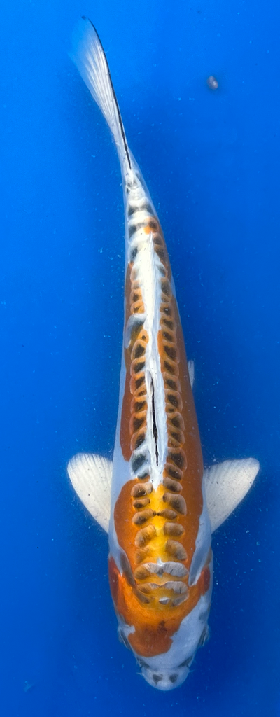 12.5&quot; Japanese Imported Koi Lemon Hariwake - 57