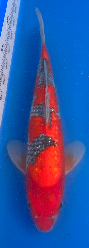 12.5” Japanese Imported Koi Goshiki - 65