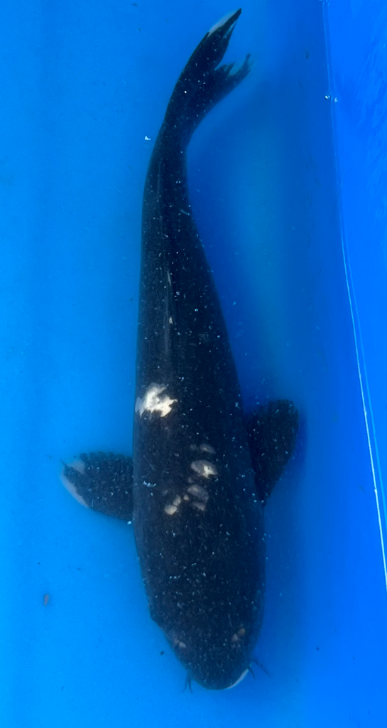 13.5” Japanese Imported Koi Hageshiro - 67