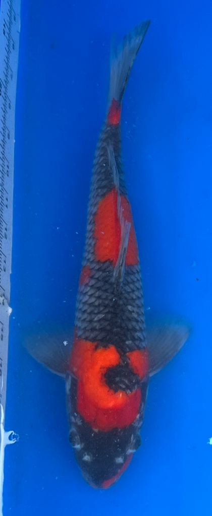 13.5” Japanese Imported Koi Goshiki - 68