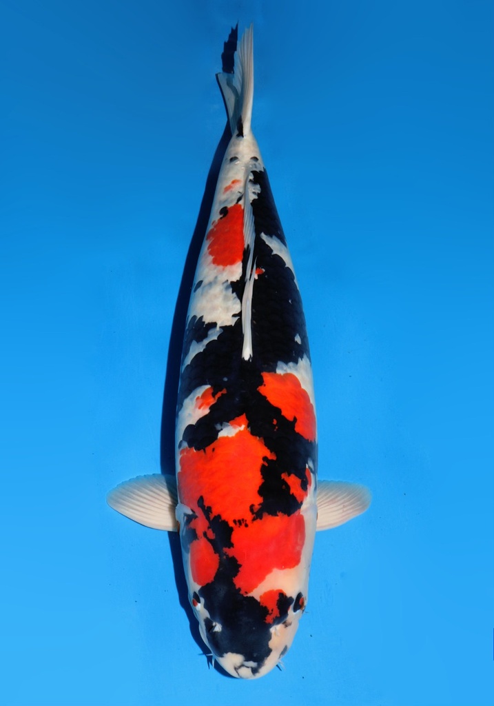 29&quot; Japanese Imported Koi Dainichi Mona Lisa Showa 4 yr