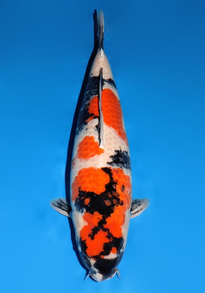 30&quot; Japanese Imported Koi Dainichi Bigbang Showa 4 yr