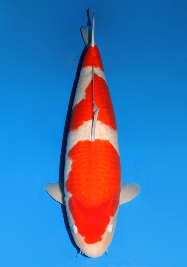 33&quot; Japanese Imported Koi Dainichi DMKohaku 5yr