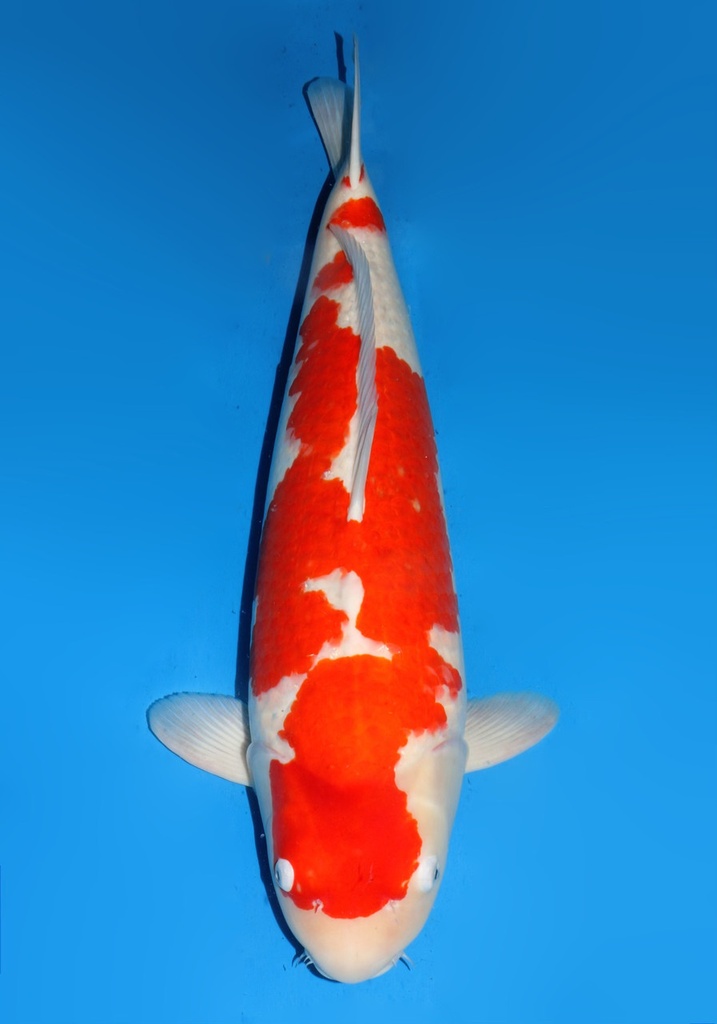 29&quot; Japanese Imported Koi Dainichi Red Tiger Kohaku 4yr