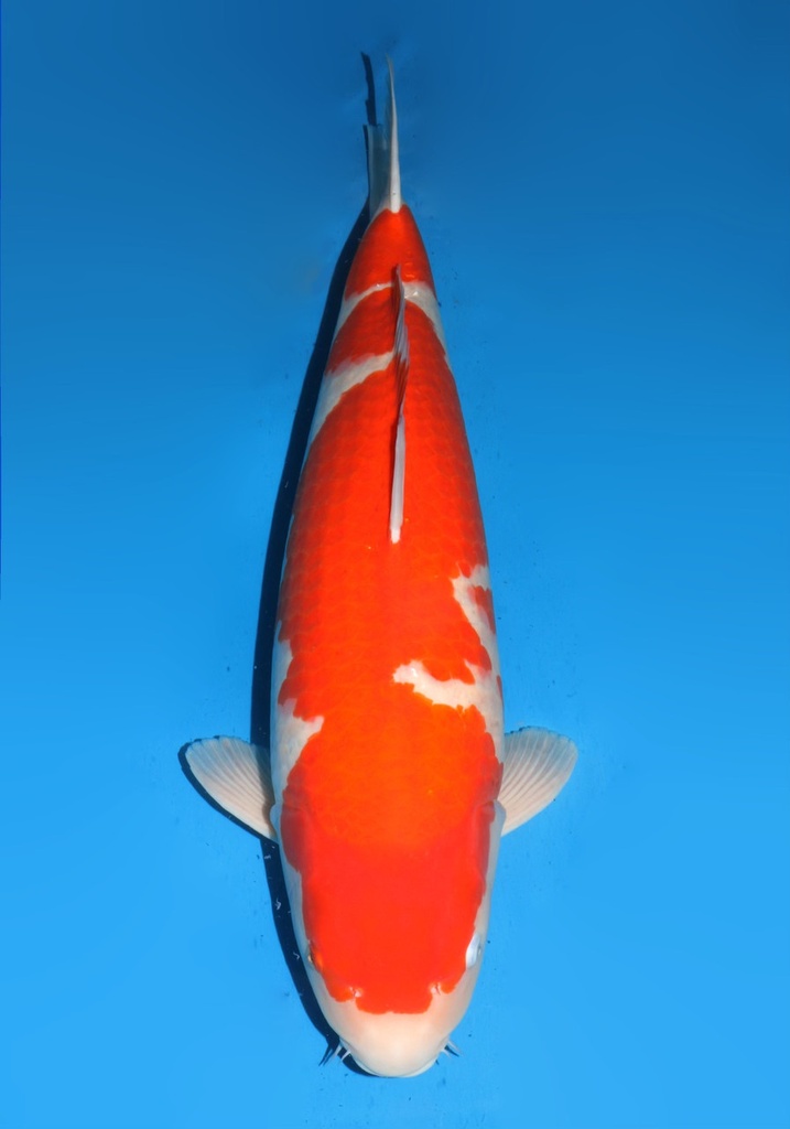 30&quot; Japanese Imported Koi Dainichi DSKohaku 5yr