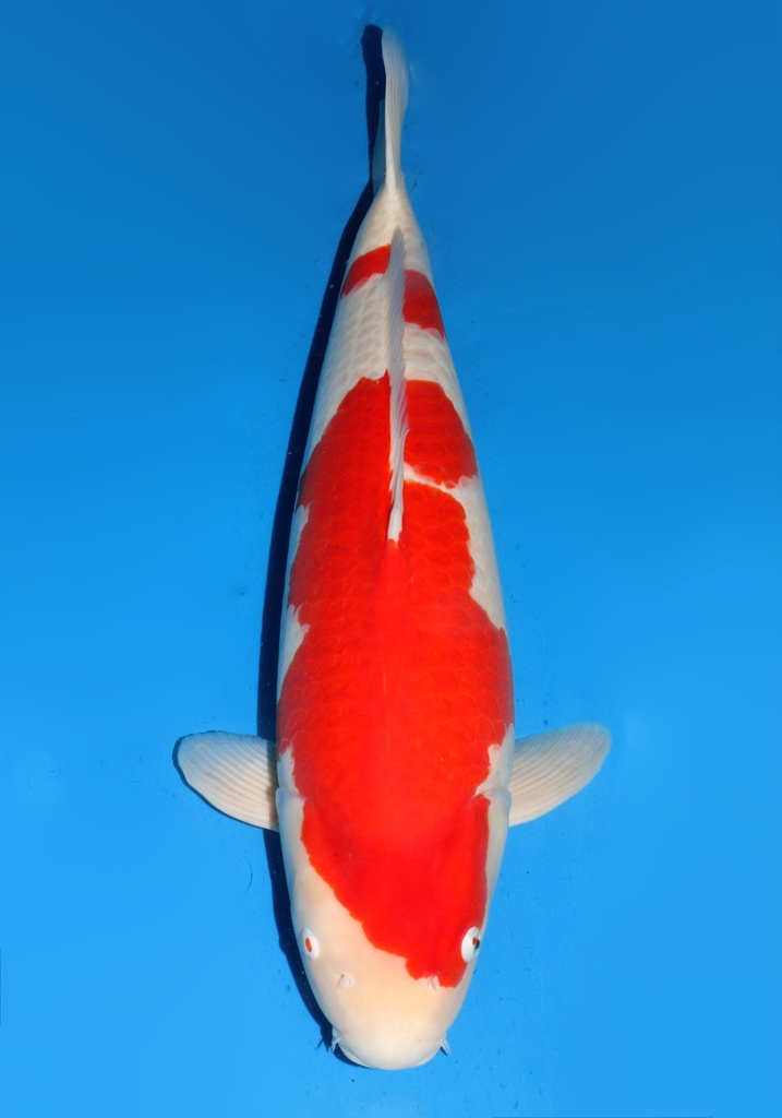 31&quot; Japanese Imported Koi Dainichi Red Tiger Kohaku 5yr