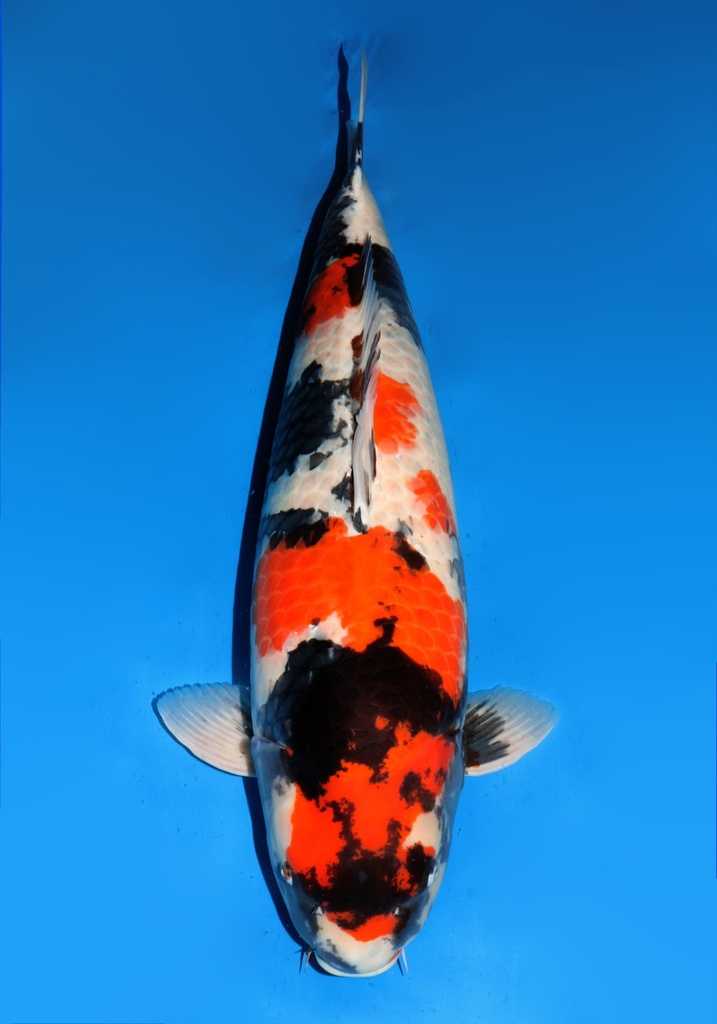 31&quot; Japanese Imported Koi Dainichi Bigbang Showa 4 yr