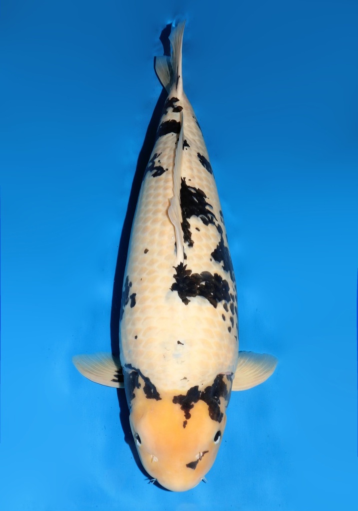 31&quot; Japanese Imported Koi Dainichi Super Monster Shiro Utsuri 4yr