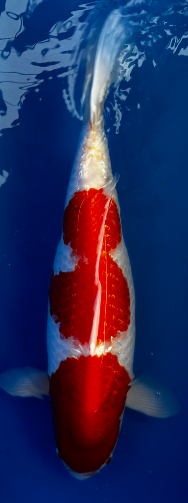 22” Japanese Imported Koi Ginrin Kohaku - 30